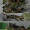 nep rivularis larva5 volg24
